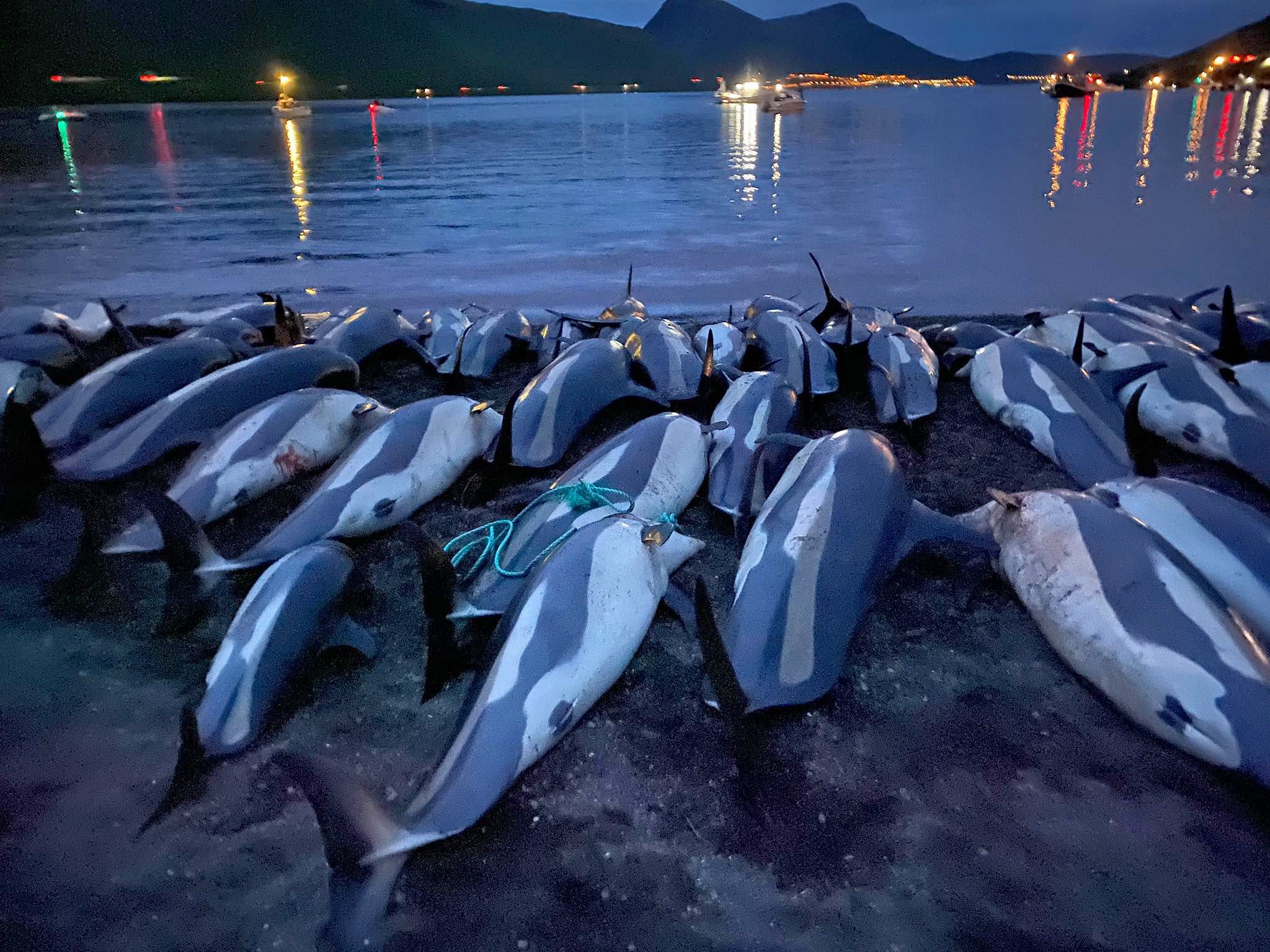 Get the latest miami dolphins news. Slaughter Of Dolphins In Faroe Islands Casts Shadow Over Tradition Daily Sabah