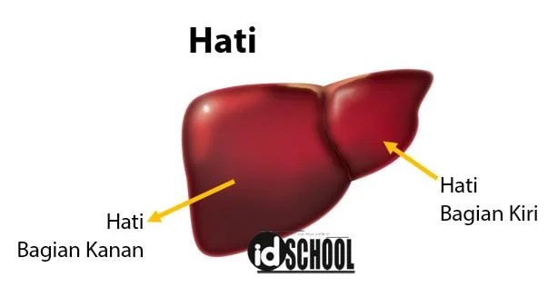 Mengolah sel darah merah yang telah mati · 4 . Sistem Ekskresi Pada Manusia Idschool