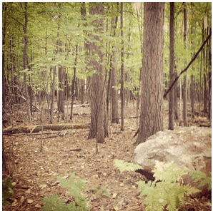 Forest in the fall