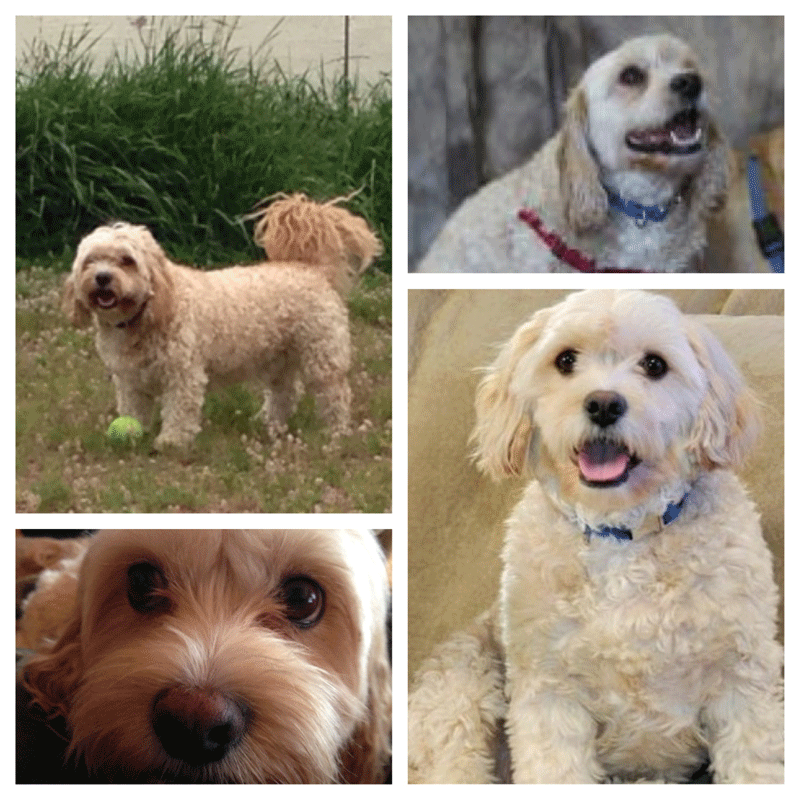 Our adopted dog, Kobe, is a real sweetie!