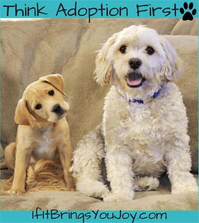 Think Adoption First