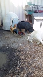 ift tt coop chickens rooster picked barn manager him friend