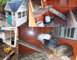 chicken coop on uneven ground 4