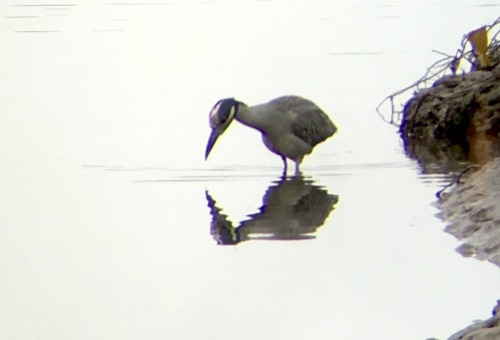 Lies Com Yellow Crowned Night Heron Fishing In The