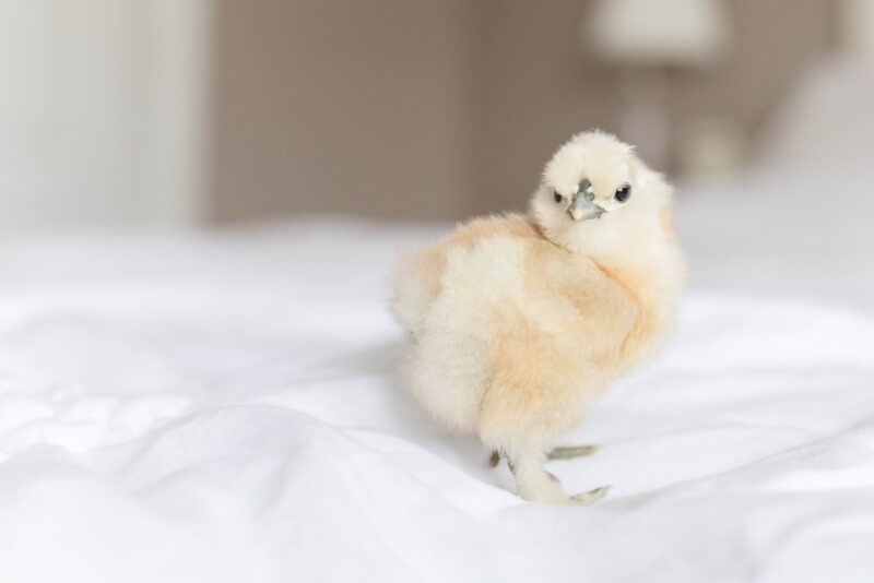 a-chick