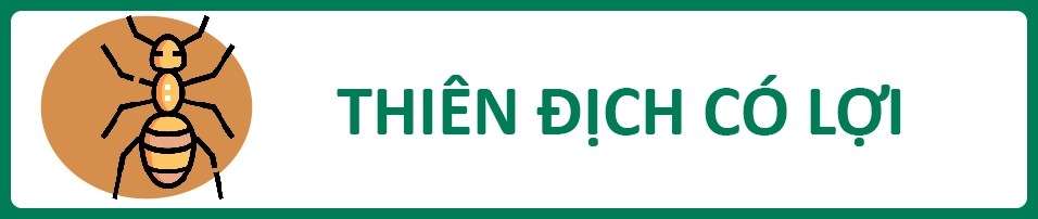 THIENDICH