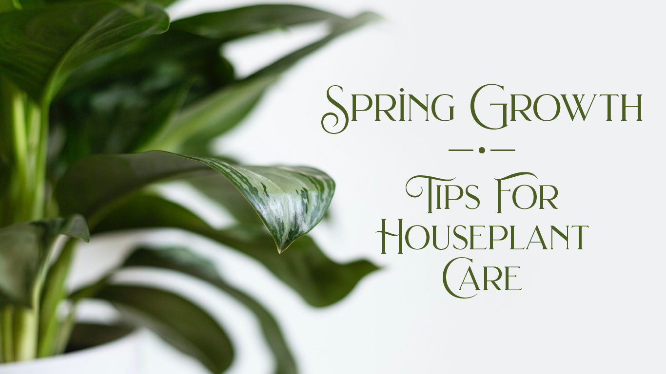 How To Make Your Plants Grow Faster & Other Spring Tips