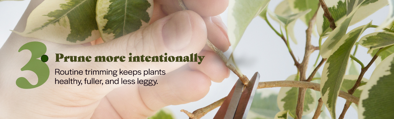 3. Prune more intentionally Routine trimming keeps plants healthy, fuller, and less leggy.