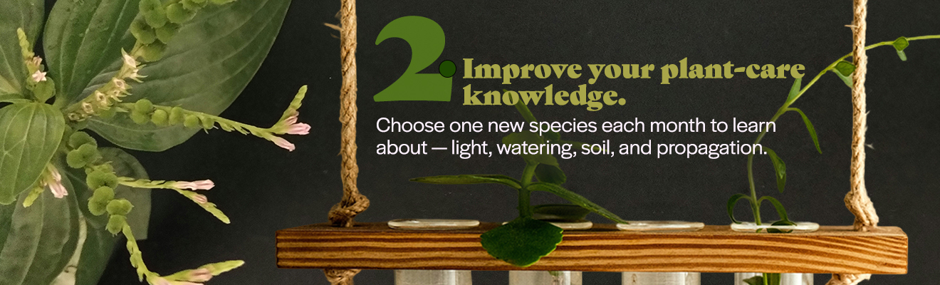 2. Improve your plant-care knowledge. Choose one new species each month to learn about - light, watering , soil, and proagation.