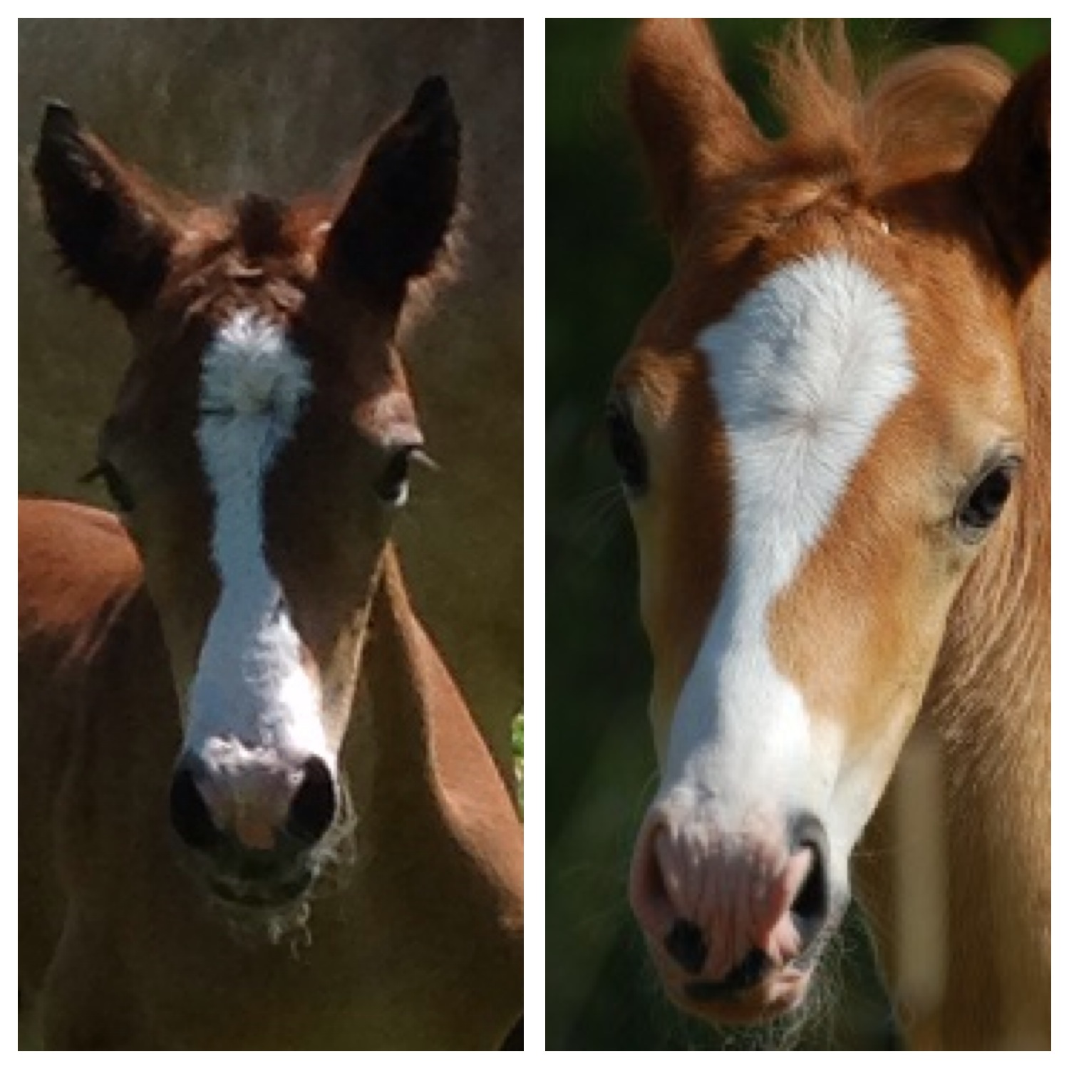 Guinness & Gwydyr, lika som bär?
