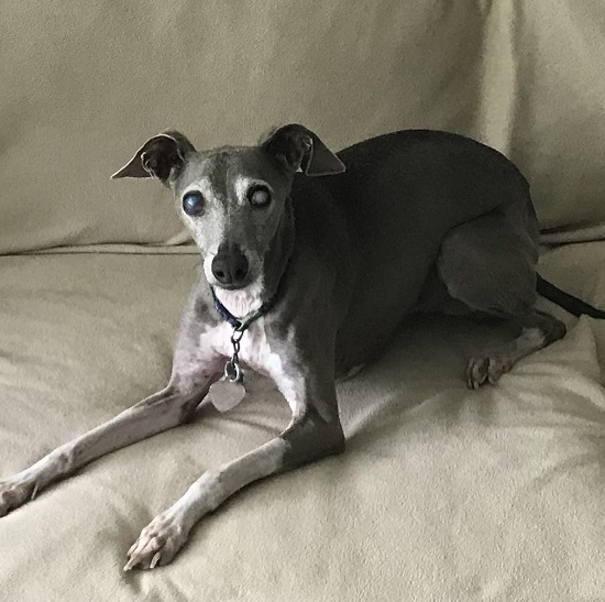 Available Dogs Italian Greyhound Rescue Foundation of Texas and Okalahoma