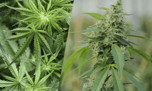 differences between hemp and cbd