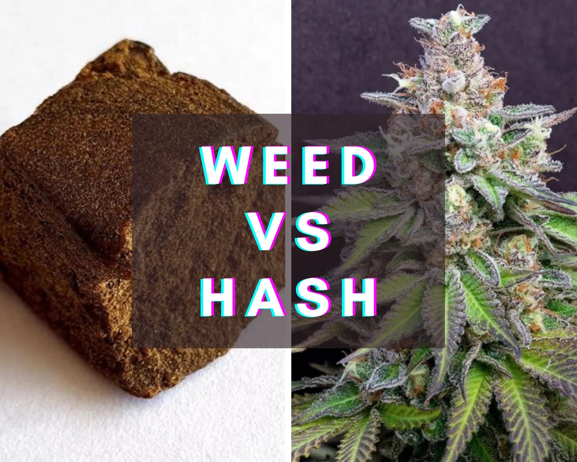 weed vs hash