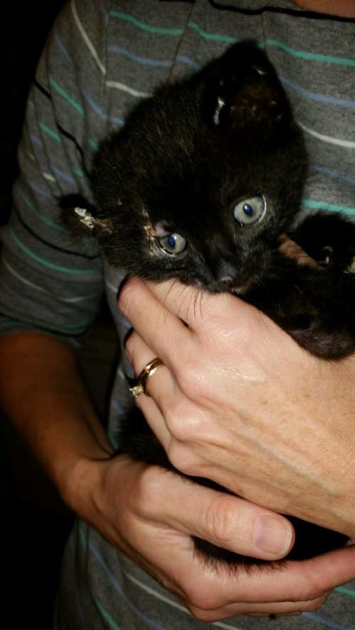 6 Week Old Kitten Rescued From Fire Adopted By A Firefighter