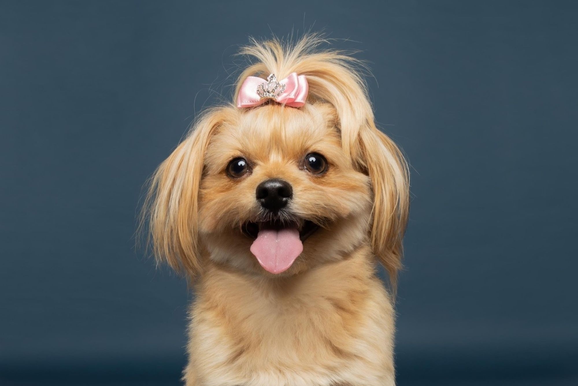 Pomapoo dog breed: characteristics, facts and pictures