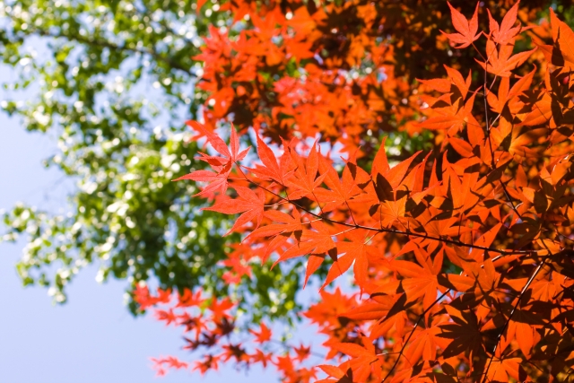 春に紅葉 赤く色づく野村もみじの魅力 | くらしのいいもの