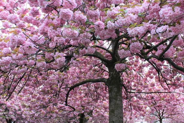 関山桜（カンザンザクラ）の魅力 | くらしのいいもの