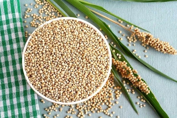 Selama ini serealia seperti oat tidak dapat tumbuh di negara tropis. Manfaat Sorgum Bagi Tubuh Manusia Yang Wajib Kamu Ketahui