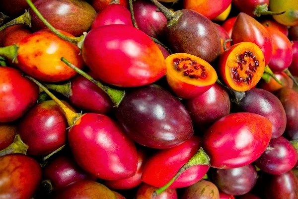 7 Manfaat Terong Belanda yang Belum Kamu Ketahui