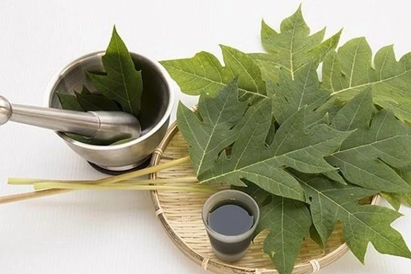 Ini 7 Manfaat Daun Pepaya Salah Satunya Bisa Menyembuhkan Malaria