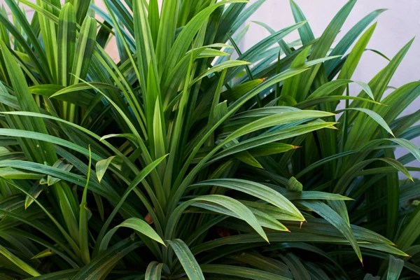 Punya Bentuk yang Hampir Sama, Ini Bedanya Daun Suji dan Daun Pandan