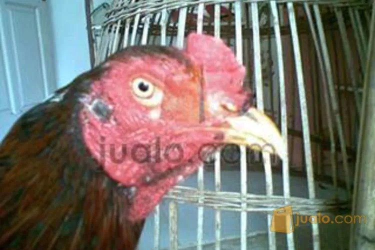 Ayam Bangkok Lancuran 8 bulanan di Kota Malang, Jawa Timur | Jualo.com