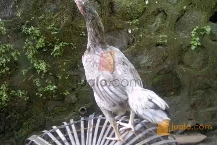 BABON AYAM BIRMA TELUR HIJAU di Kota Yogyakarta, Yogyakarta | Jualo.com