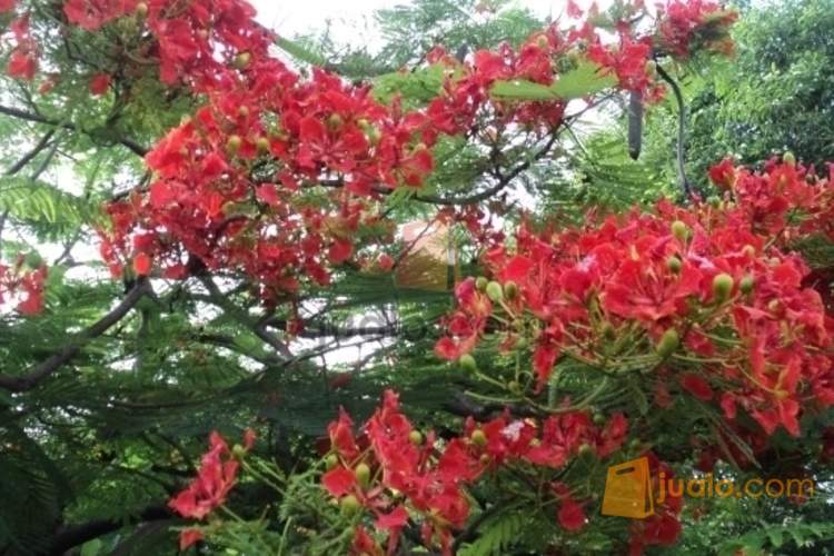 Jual Pohon Flamboyan di Kota Semarang, Jawa Tengah | Jualo.com