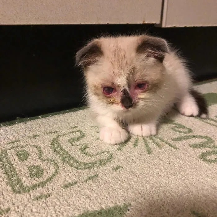 Feline calicivirus ditularkan dari kucing yang terinfeksi terutama dari . Calicivirus Pada Kucing Gejala Penularan Dan Penanganan Kucingmania