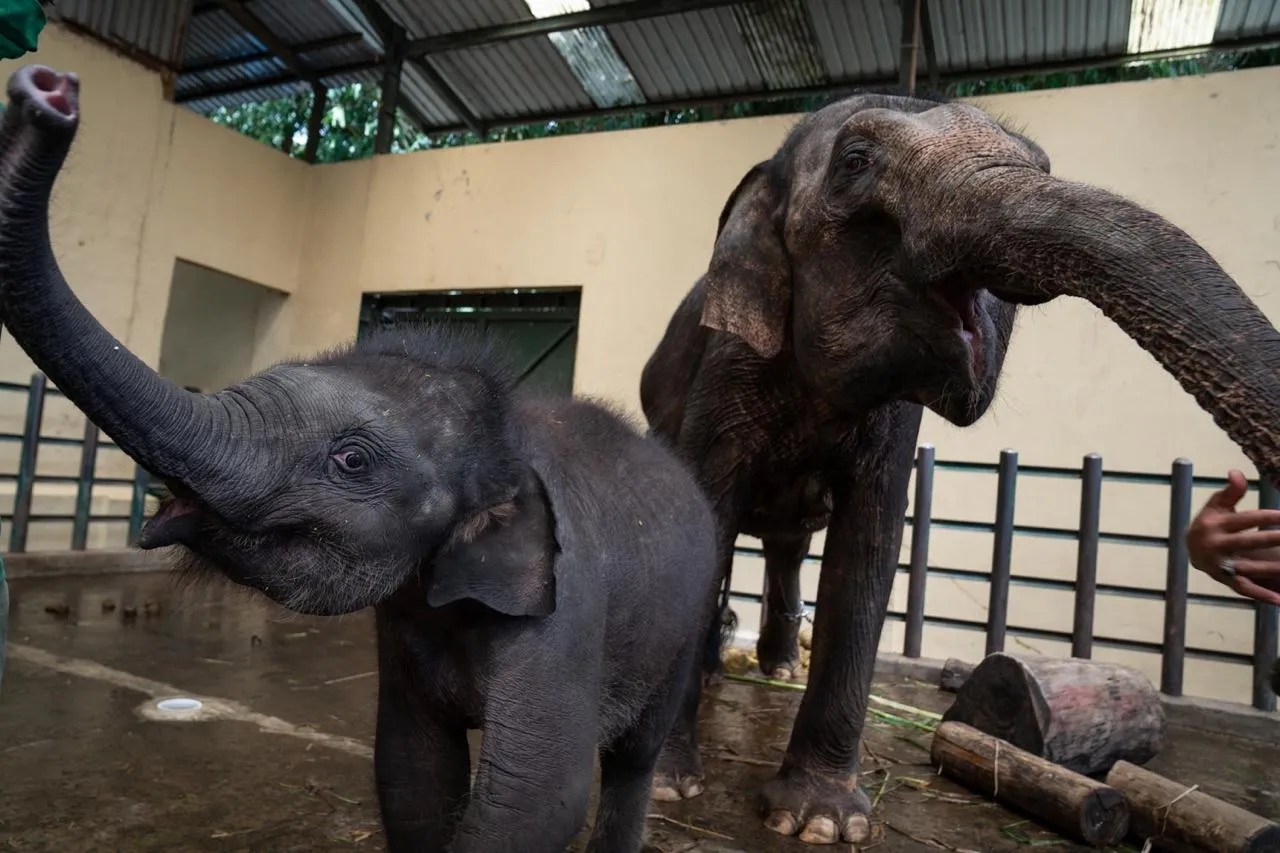 Taman Safari Indonesia - Trenasia.com