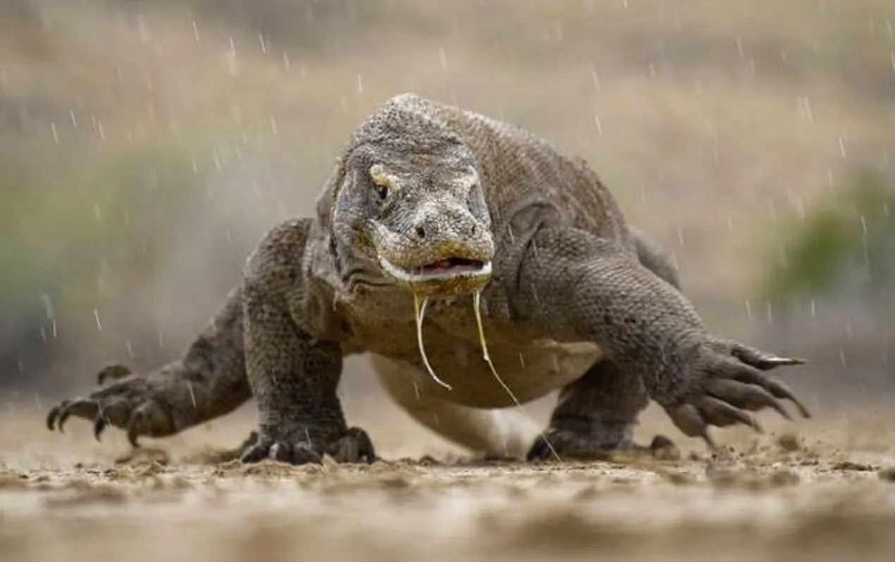 Dampak Perubahan Iklim, Komodo Masuk Kategori Hewan Genting