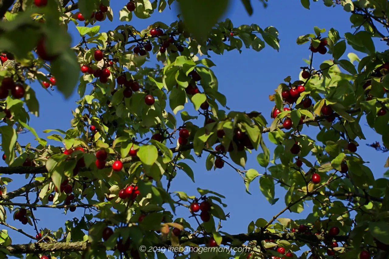 赤い実が可愛い秋のセイヨウサンシュユ 西洋山茱萸 Cornus Mas