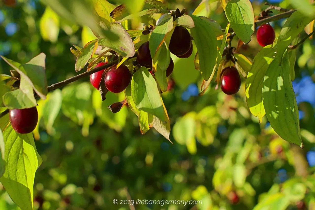 赤い実が可愛い秋のセイヨウサンシュユ 西洋山茱萸 Cornus Mas