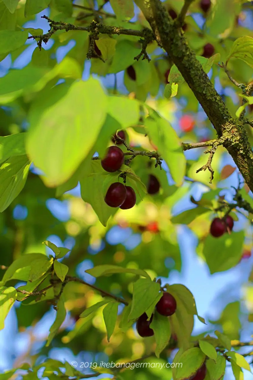 赤い実が可愛い秋のセイヨウサンシュユ 西洋山茱萸 Cornus Mas