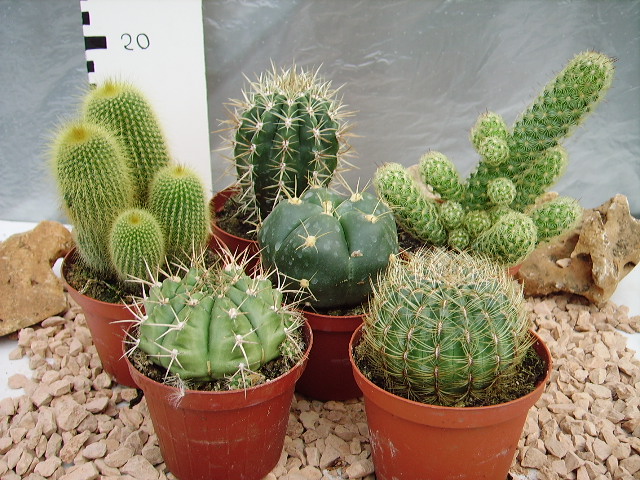 Pin di Questo Lo Riciclo, Ti Piace L' su Giardini ...