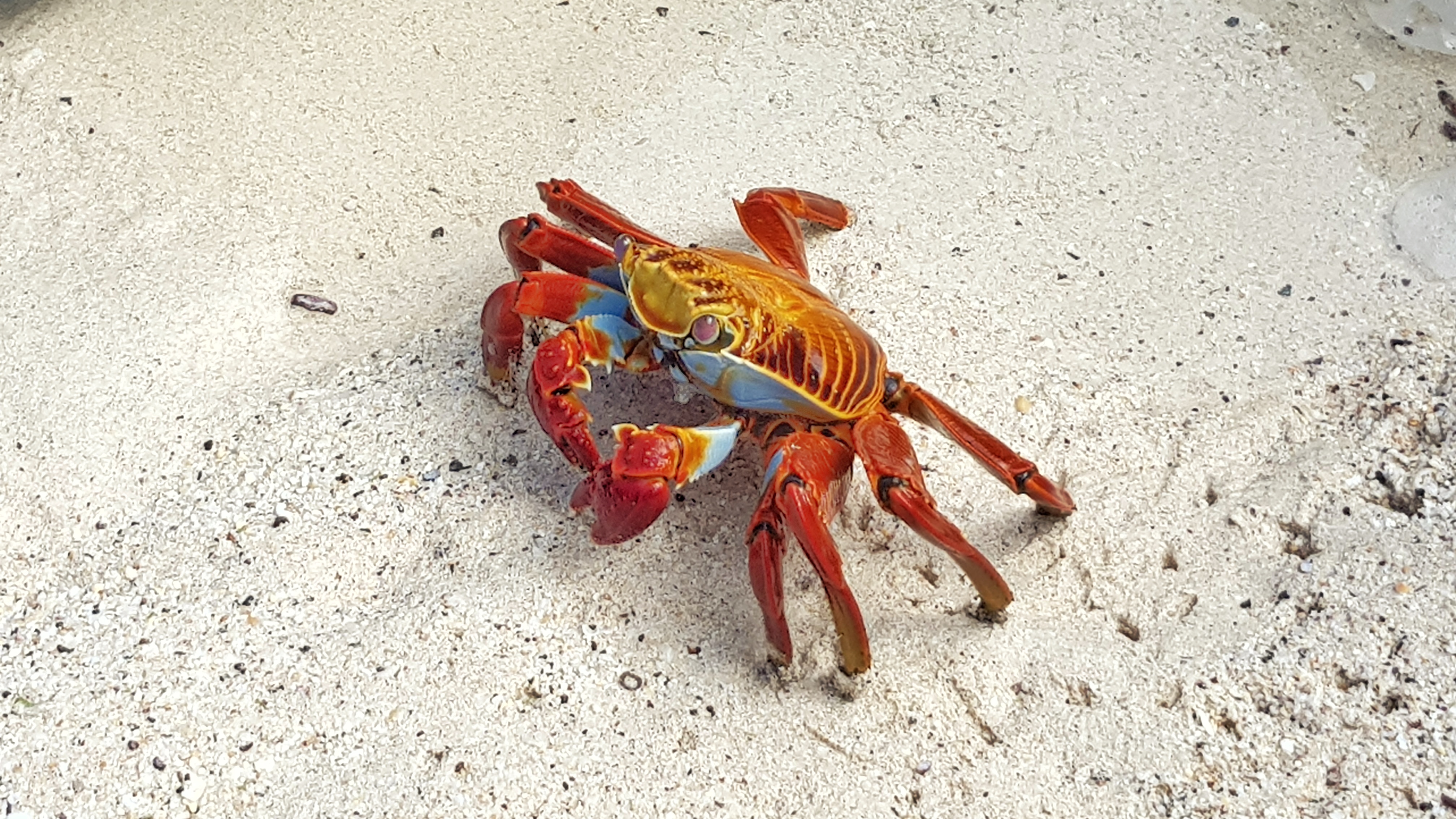 Granchio Sally lightfoot