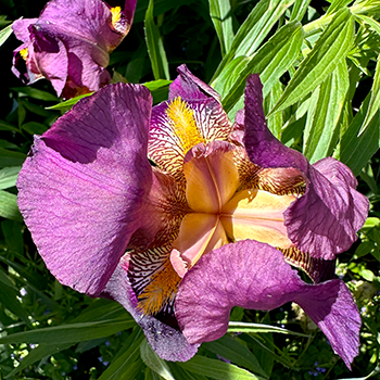 As the Iris fades