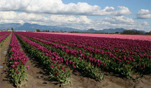 Tulips Fields in Skagit Valley, Washington