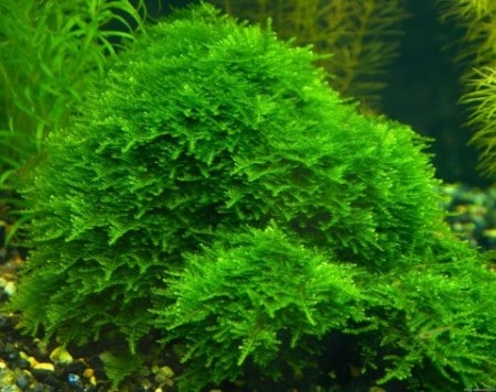 Cara Membuat Karpet Moss Aquascape Yang Baik Untuk Pemula Hobinatang 