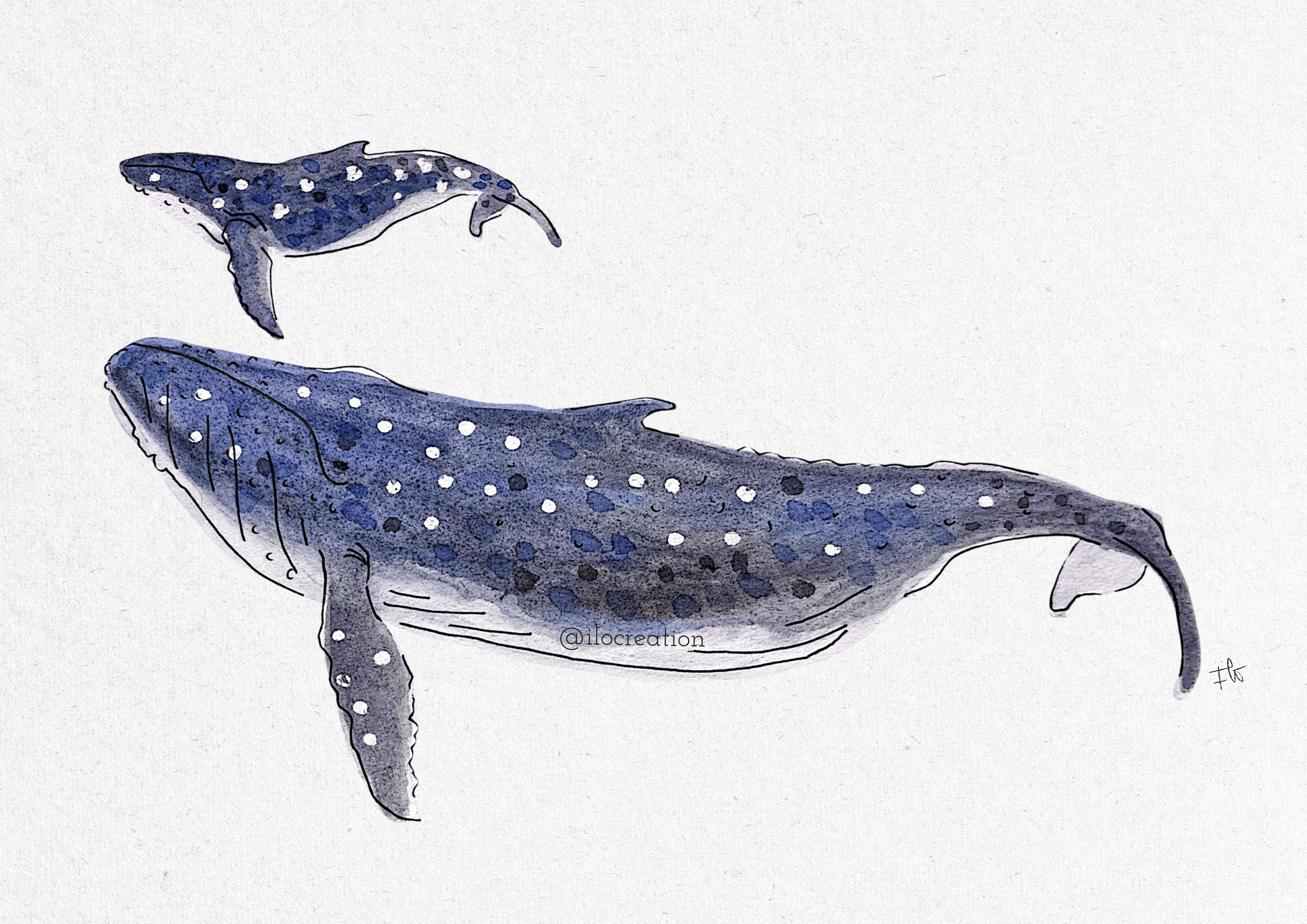 Ballenas