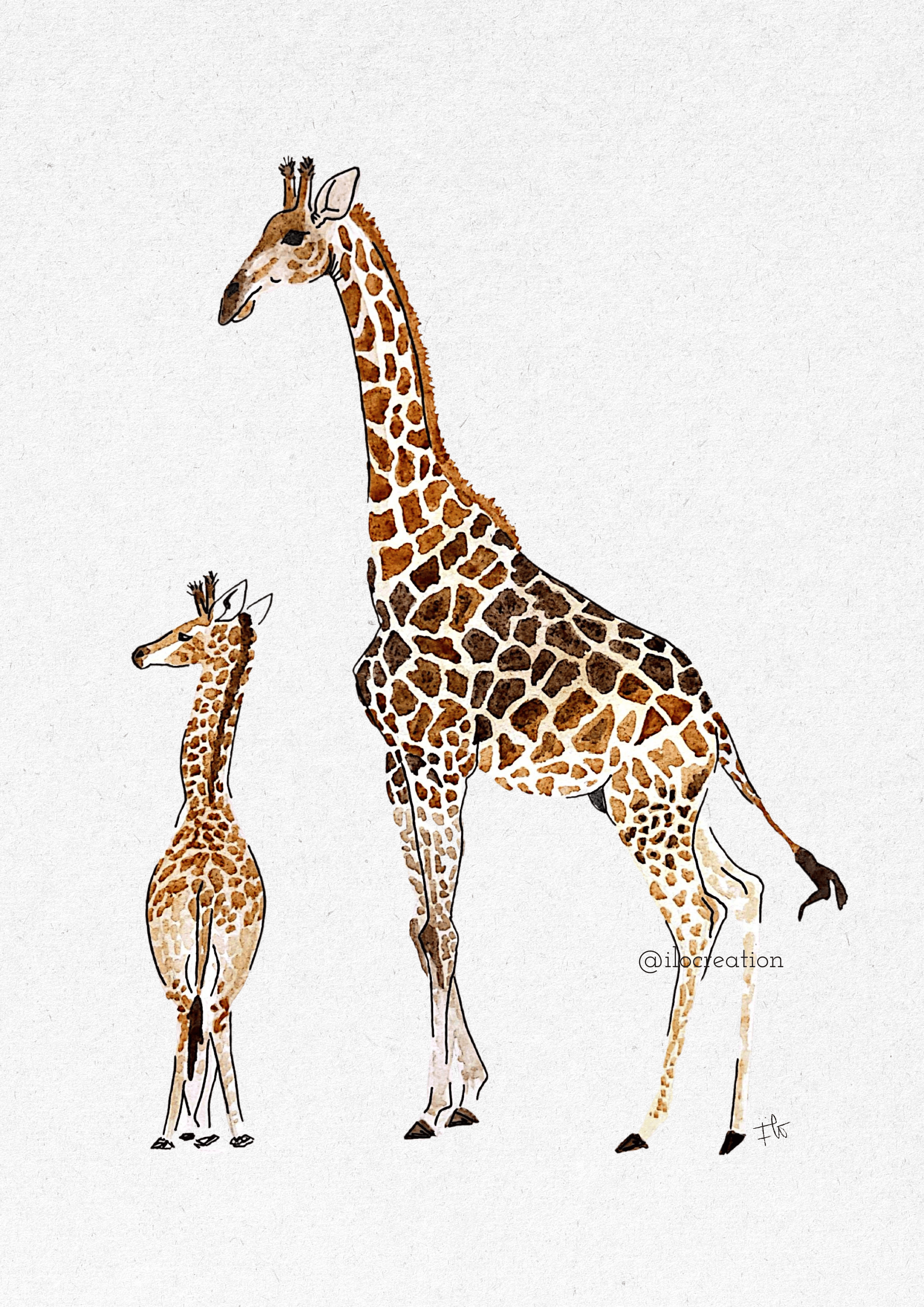 Jirafas