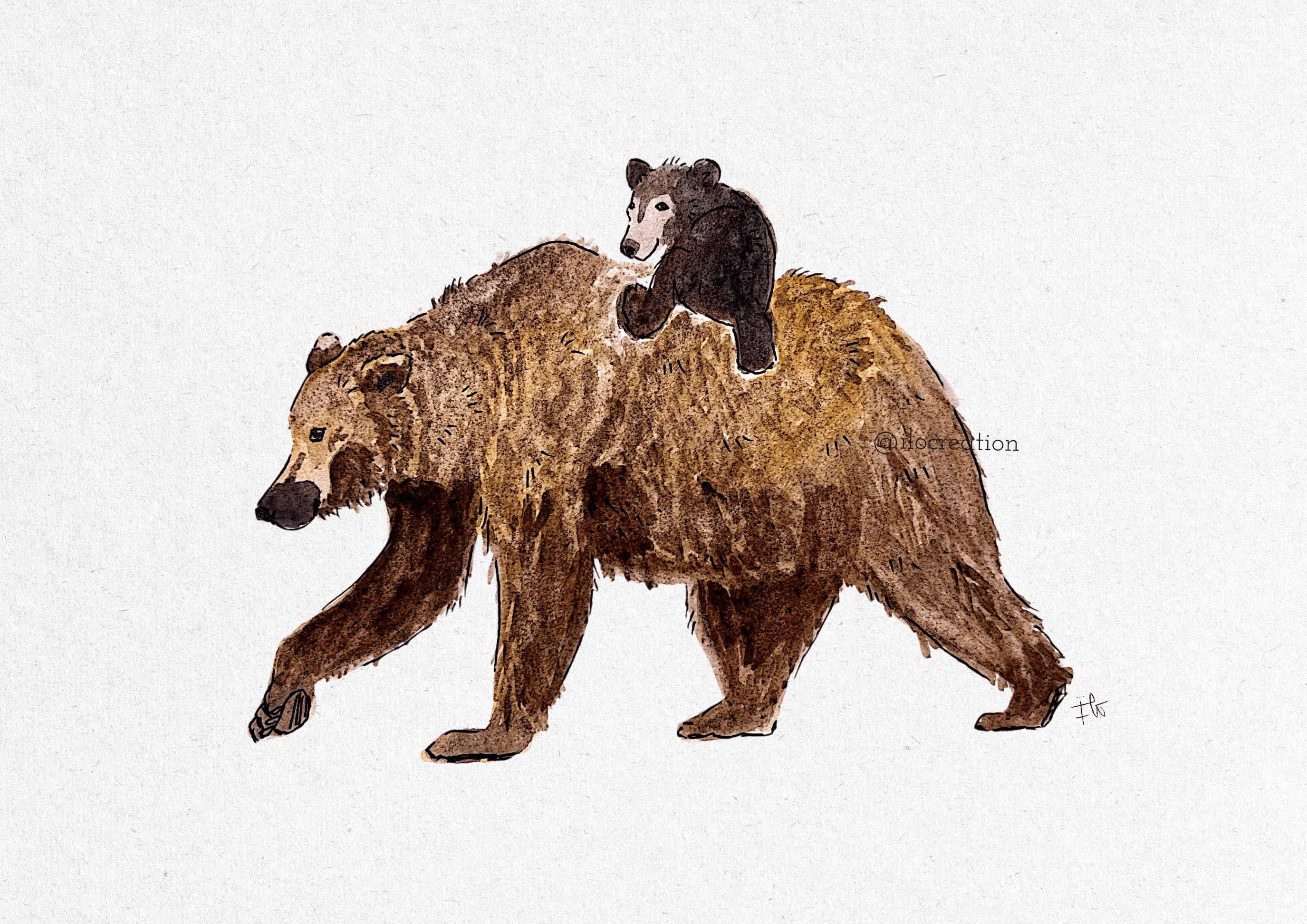 Osos