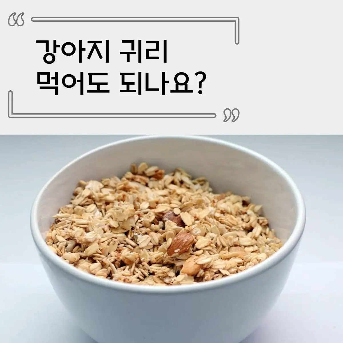 강아지 귀리 먹어도 되나요? 효능 및 주의사항