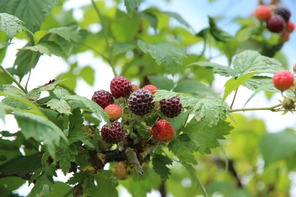 강아지 블랙베리