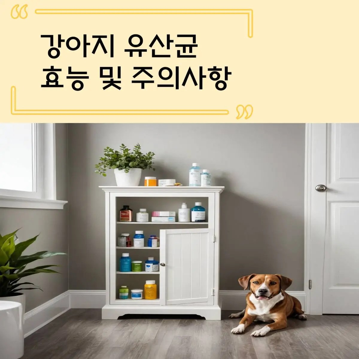 강아지 유산균 효능