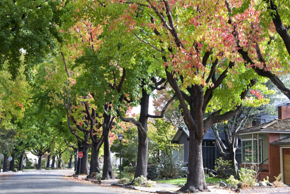 Kent News: City of Kent wants community input regarding neighborhood trees.