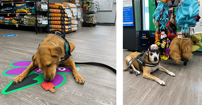 pet supplies plus a massive superstore for pets brings grooming same day delivery and more to st pete - i love the burg on pets supplies plus vet clinic