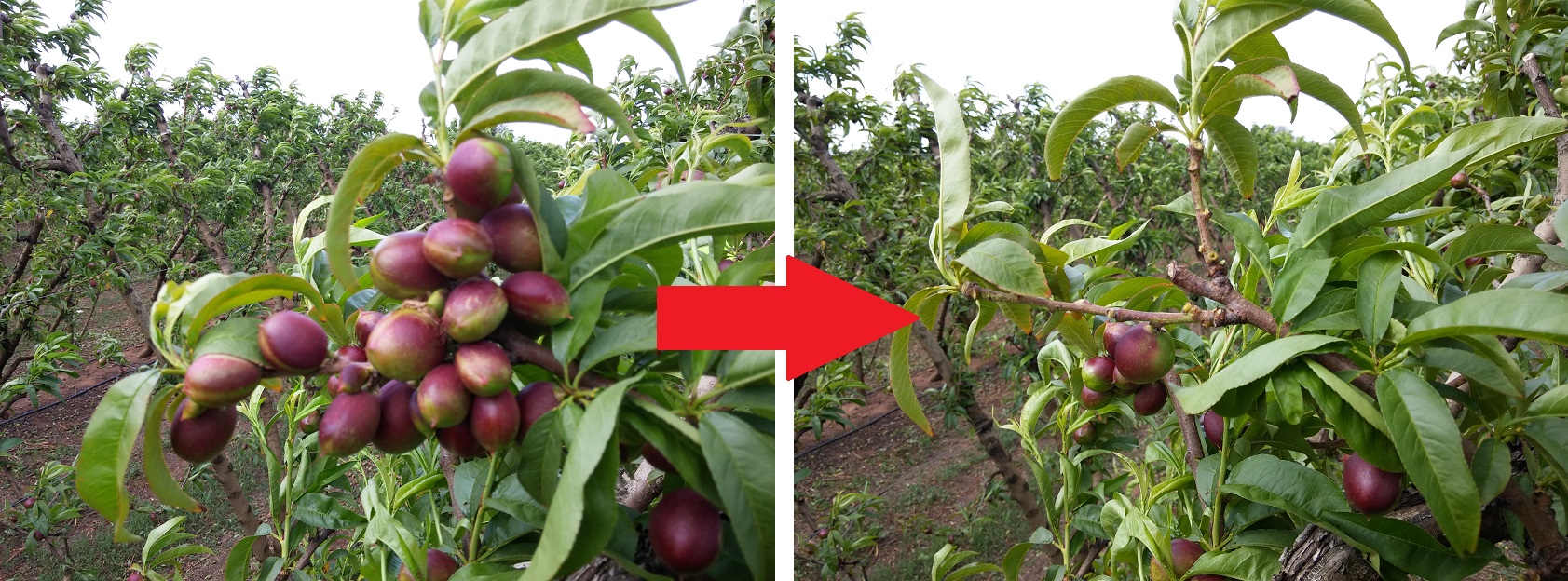 Informasi mengenai proses dan cara kerja di perkebunan australia dan. Kerja Petik Buah Di Australia Tipu / Whv Trik Terhindar