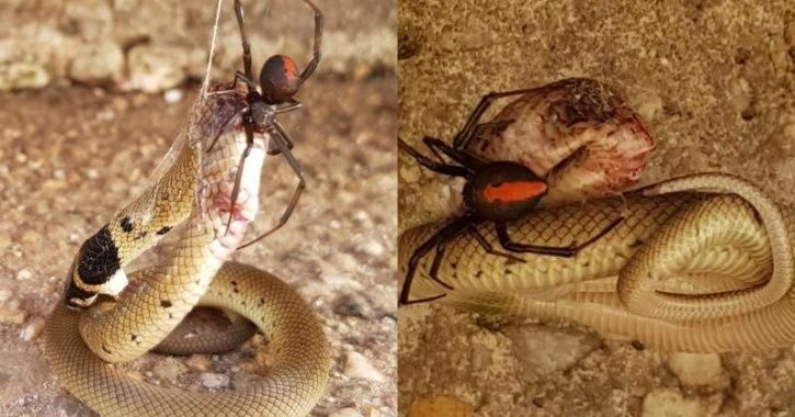 Python Swallows Crocodile Pics Olive Python Swallows Australian - Minimal Photos - Gorgeous Retina Collection