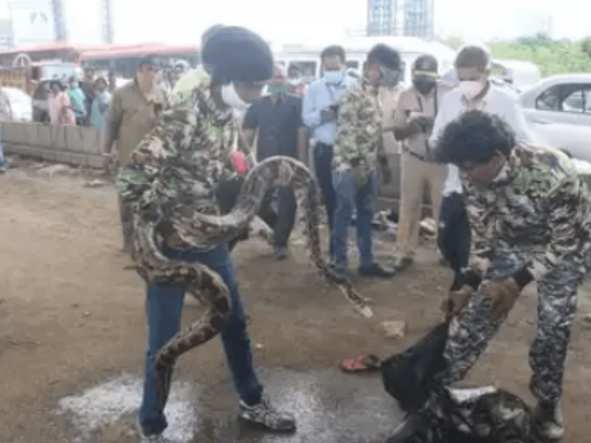 Python Panic Rescued In Mumbai Entertainment - Modern HD Light Illustrations | Free Download